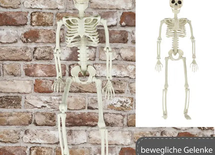 Anatomisches Skelettmodell, Kompakte Größe 60 cm, Lehrmaterial TK Gruppe® Grosshandel 
