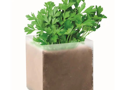 Anzuchtset Beige Petersilie - Hochwertiges Gartenkit für Kräuter, PARSELY TK Gruppe® Grosshandel 