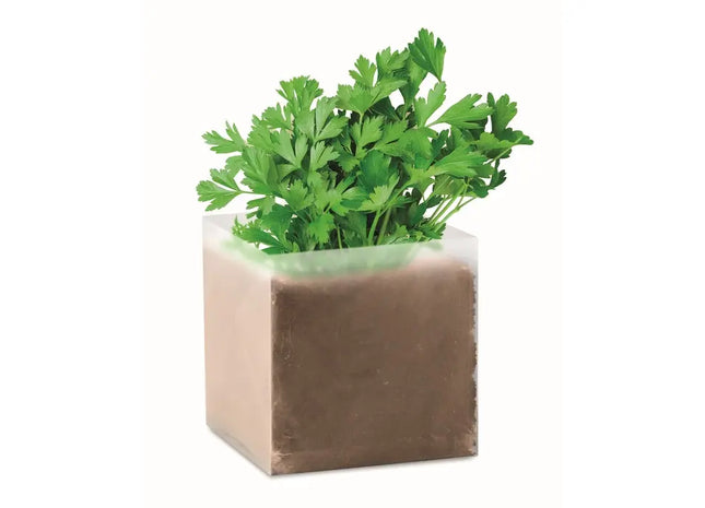 Anzuchtset Beige Petersilie - Hochwertiges Gartenkit für Kräuter, PARSELY TK Gruppe® Grosshandel 