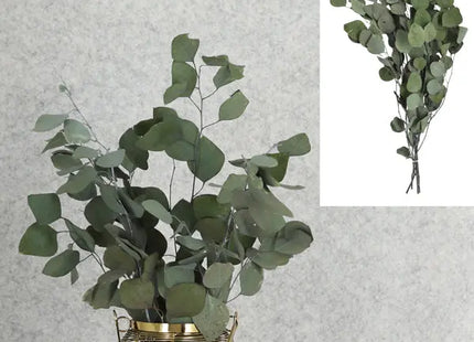 Aromatische Eukalyptuszweige 65-75 cm - Dekorative Naturzweige TK Gruppe® Grosshandel 