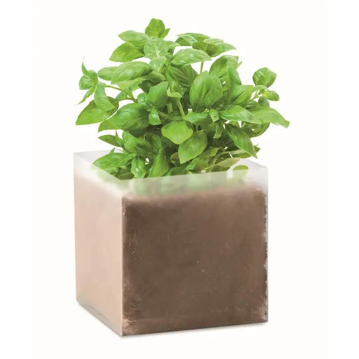BASIL - Beige Pflanz-Kit für Zuhause mit Basilikum TK Gruppe® Grosshandel