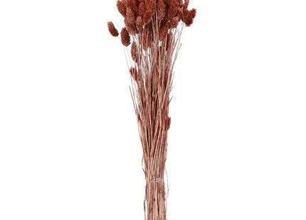 Brauner Phalaris-Strang: Ca. 100g, 75cmL - Getrocknetes Gras, Natürliche Dekoration, Bastelbedarf TK Gruppe® Grosshandel 