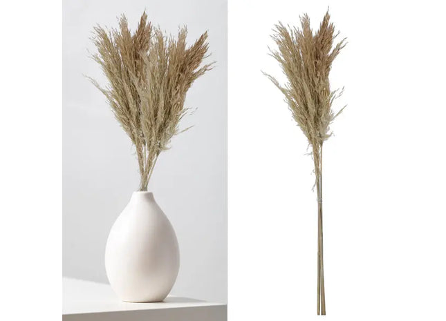 Cremefarbenes Pampasgras Set - 3 Halme, 90-100cm Länge TK Gruppe® Grosshandel 