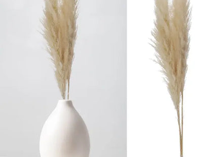 Edles Cremefarbenes Pampasgras - 3 Stiele, Länge 100-115cm TK Gruppe® Grosshandel 