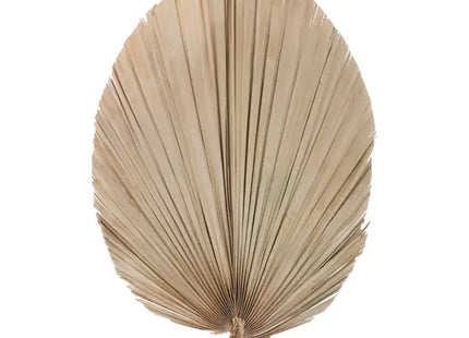 Exotisches Getrocknetes Palmblatt - Oval, Durchmesser 30-40cm, Länge 60cm TK Gruppe® Grosshandel 