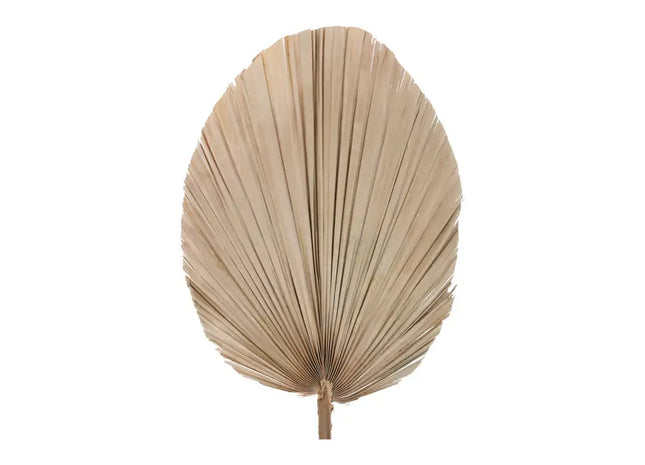 Exotisches Getrocknetes Palmblatt - Oval, Durchmesser 30-40cm, Länge 60cm TK Gruppe® Grosshandel 