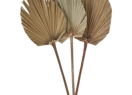 Exotisches Palmblatt: 3er Bundle, Oval, Getrocknete Blätter, L - Ca. 50-60cm Länge TK Gruppe® Grosshandel 