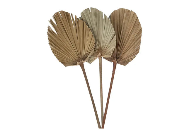 Exotisches Palmblatt: 3er Bundle, Oval, Getrocknete Blätter, L - Ca. 50-60cm Länge TK Gruppe® Grosshandel 