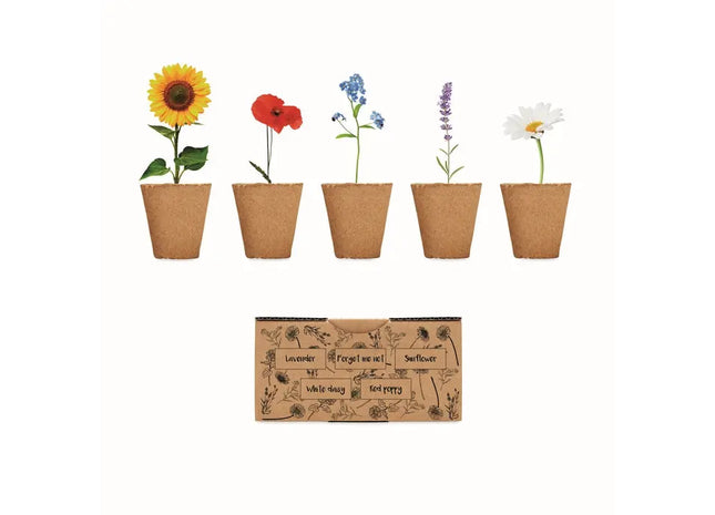 FLOWERS Saat-Set für Sommerblumen in Beige - Einfach Anpflanzen TK Gruppe® Grosshandel 