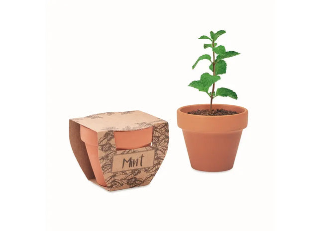 MINT POT Terrakotta-Topf für Minze - Elegantes Holzdesign TK Gruppe® Grosshandel 