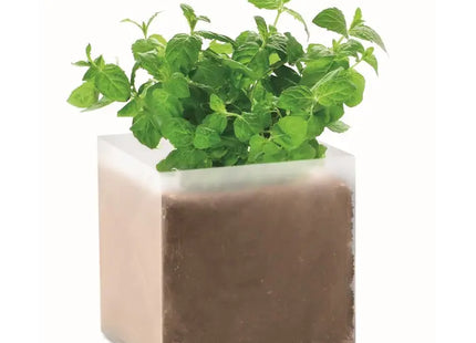 MINT Pflanz-Set für Minze in Beige - Einfach & Stilvoll Züchten TK Gruppe® Grosshandel 