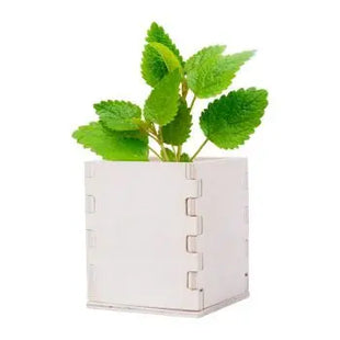 Merin Minze-Planzset Natur - Umweltfreundlich für Garten & Balkon TK Gruppe® Grosshandel 