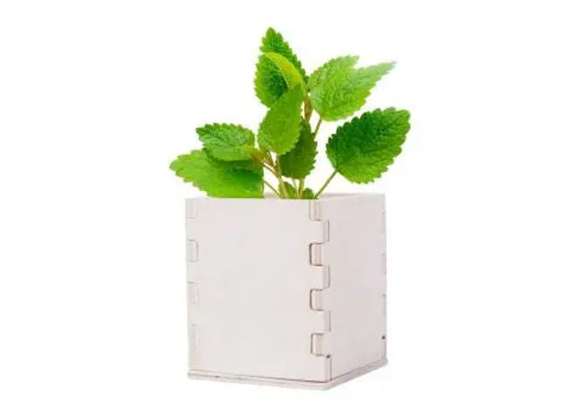 Merin Minze-Planzset Natur - Umweltfreundlich für Garten & Balkon TK Gruppe® Grosshandel 