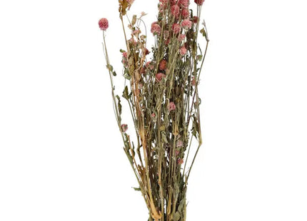 Naturlila Globe Amaranth Bundle: Ca. 100g, 70cmL - Getrocknete Blumen, Florale Dekoration TK Gruppe® Grosshandel 