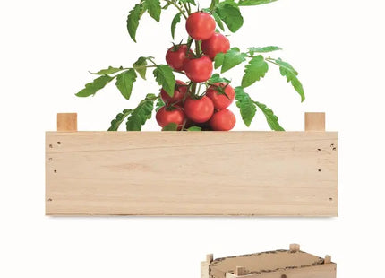 TOMATO Saat-Set für Tomaten - Elegante Holzverpackung TK Gruppe® Grosshandel 