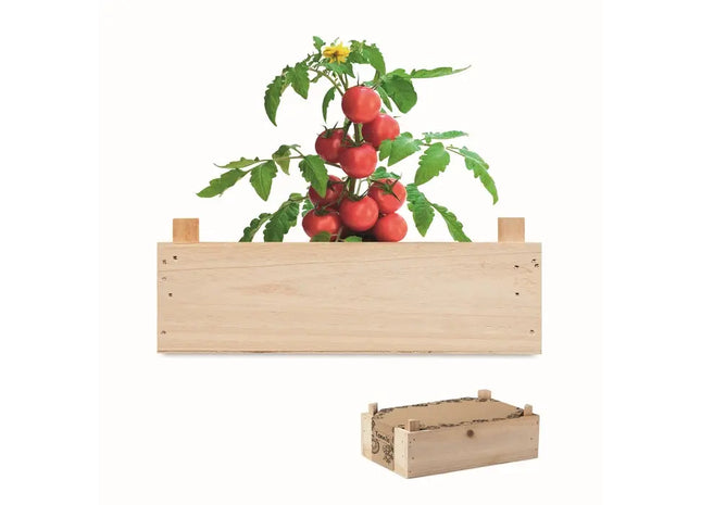 TOMATO Saat-Set für Tomaten - Elegante Holzverpackung TK Gruppe® Grosshandel 
