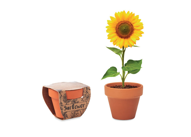 Terrakottatopf 'Sonnenblume'