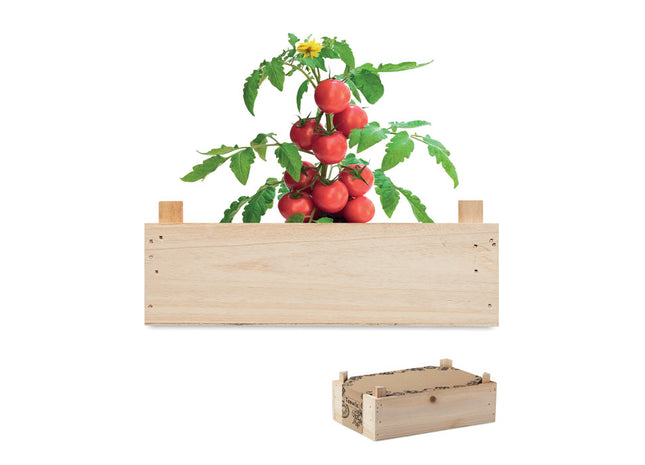 Tomaten-Set in Holzkiste