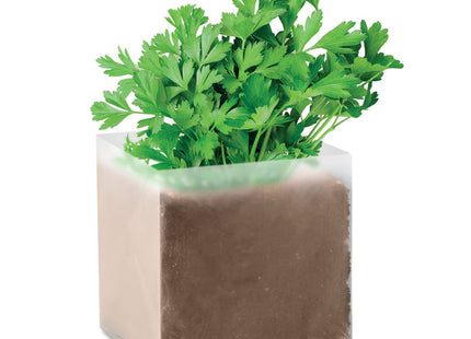 Kompost mit Samen "Petersilie"